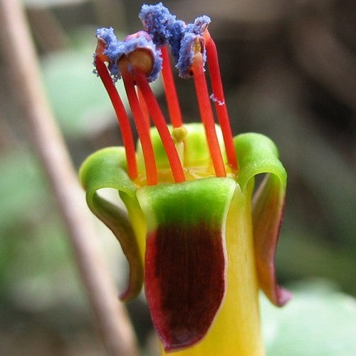 Fuchsia procumbens