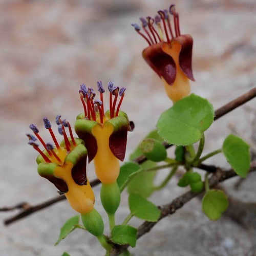 Fuchsia procumbens