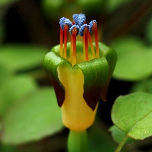 Fuchsia procumbens