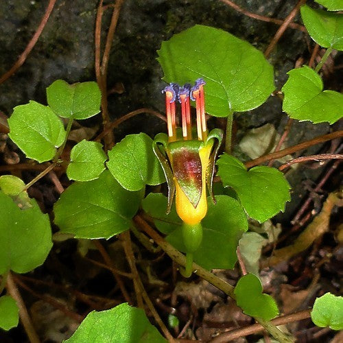 Fuchsia procumbens