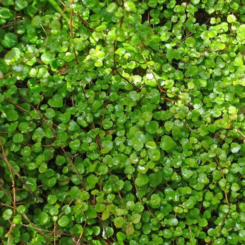 Fuchsia procumbens