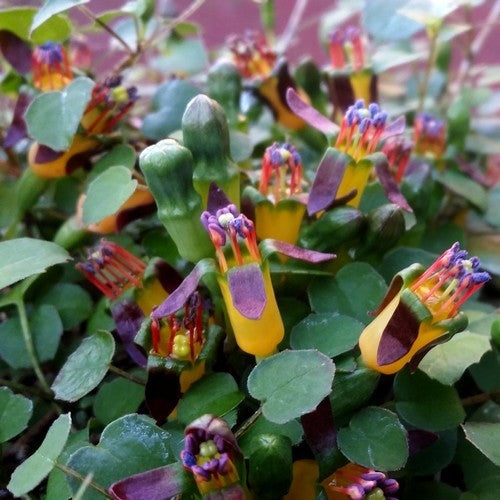 Fuchsia procumbens