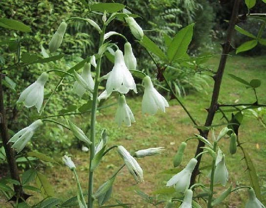 Galtonia candicans