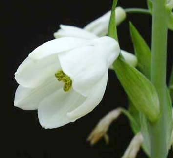 Galtonia candicans