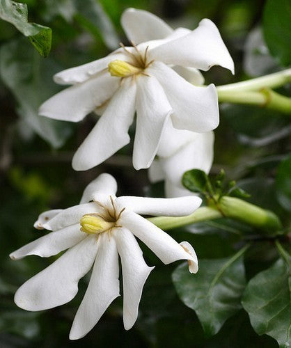 Gardenia thunbergii