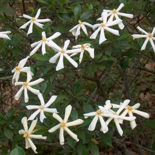 Gardenia thunbergii
