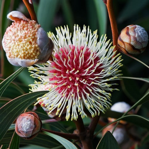 Hakea laurina