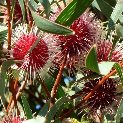 Hakea laurina