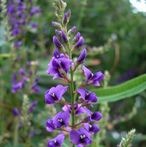 Hardenbergia violacea