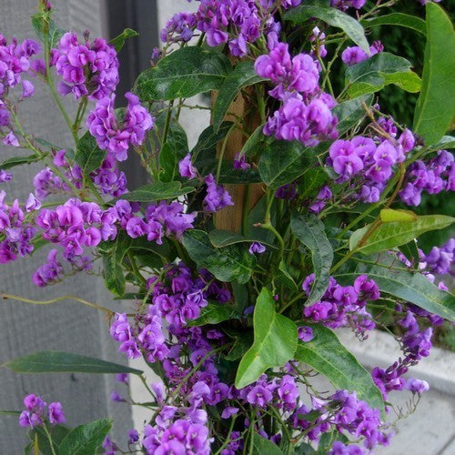 Hardenbergia violacea