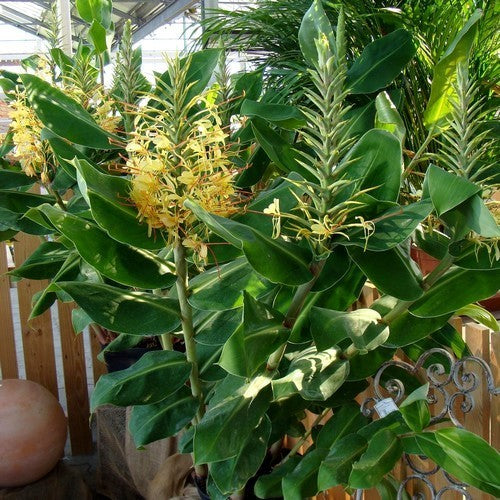 Hedychium gardnerianum