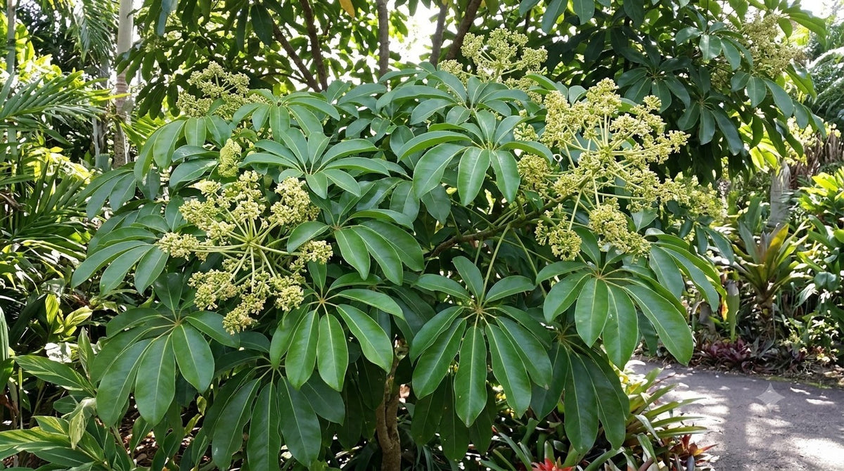 Heptapleurum calyptratum