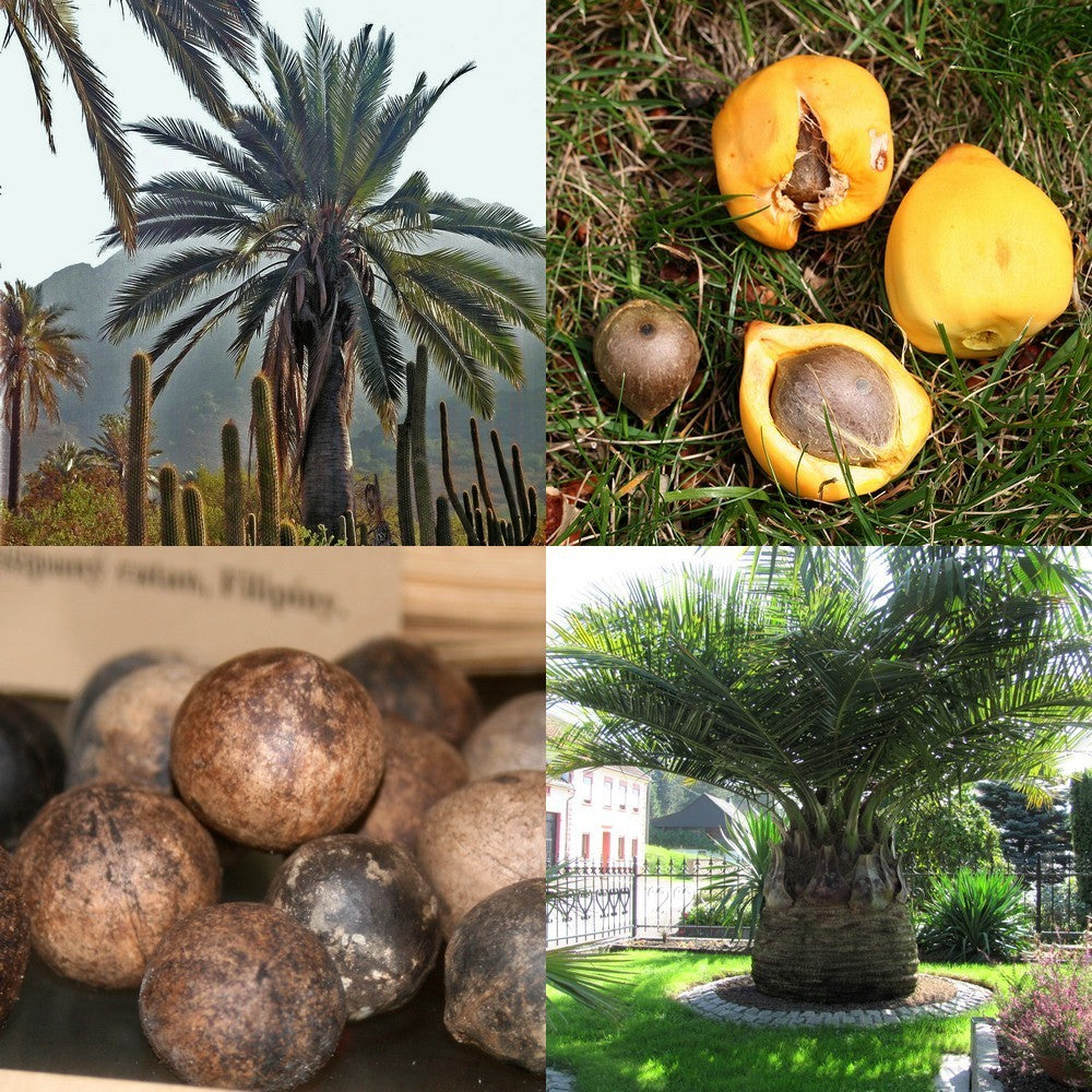 Jubaea chilensis