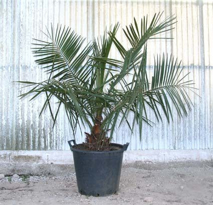 Jubaea chilensis