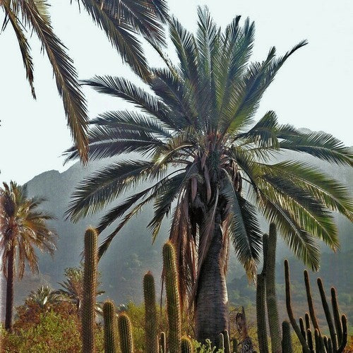 Jubaea chilensis