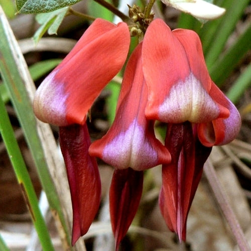 Kennedia rubicunda