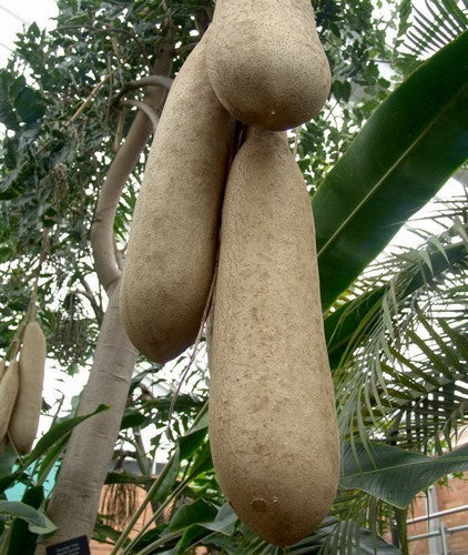 Kigelia africana