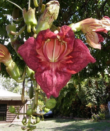 Kigelia africana