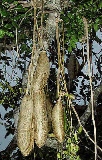 Kigelia africana