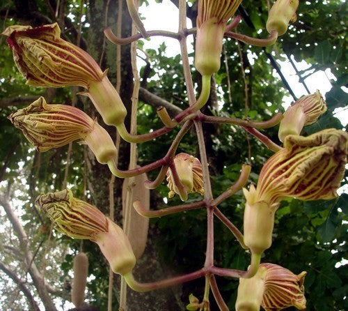 Kigelia africana
