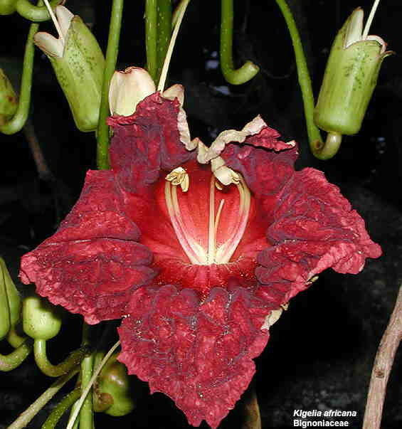 Kigelia africana