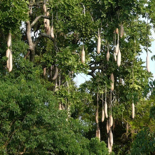 Kigelia africana