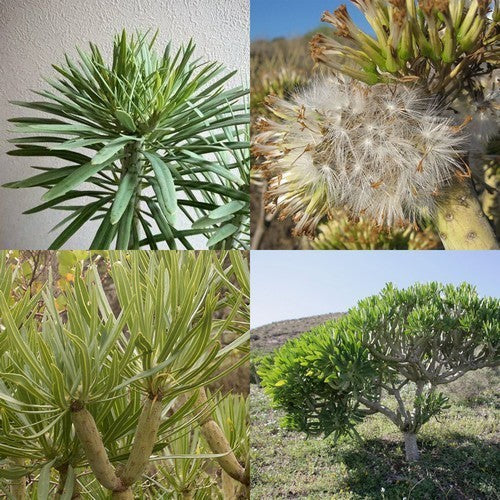 Kleinia neriifolia