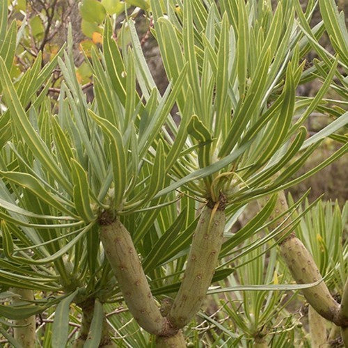 Kleinia neriifolia