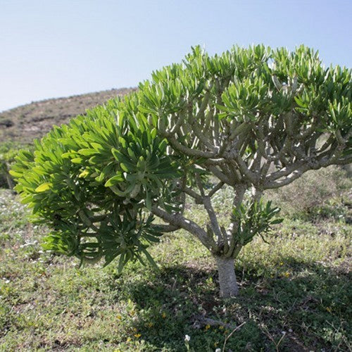 Kleinia neriifolia