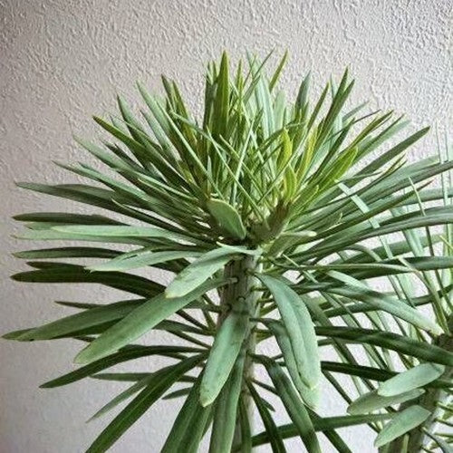Kleinia neriifolia