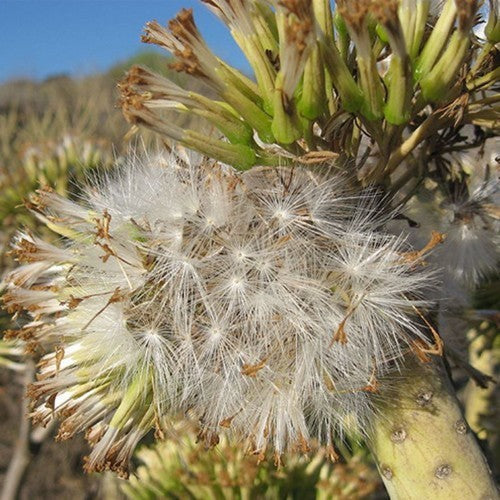 Kleinia neriifolia