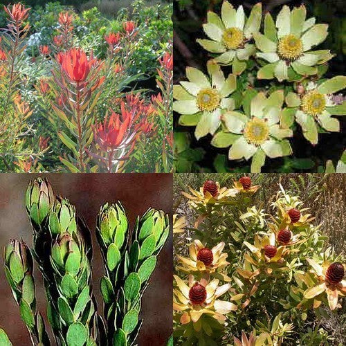 Leucadendron 'Mixed'
