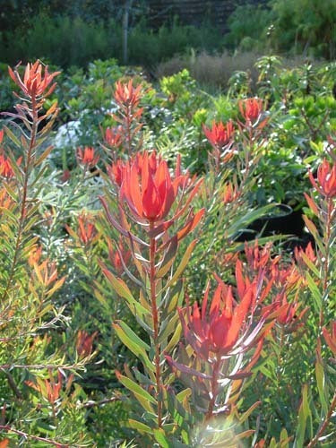 Leucadendron 'Mixed'