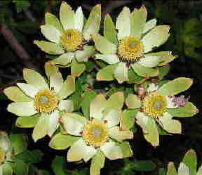 Leucadendron 'Mixed'