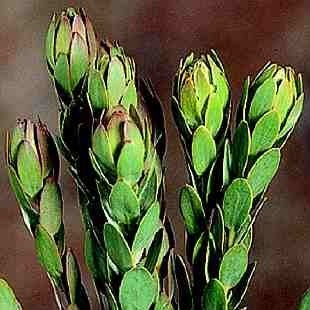 Leucadendron 'Mixed'