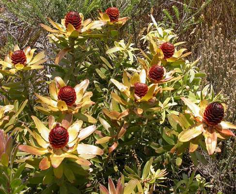 Leucadendron 'Mixed'