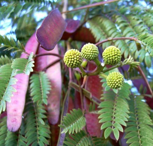 Leucaena leucocephala