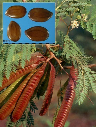 Leucaena leucocephala