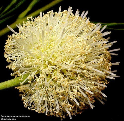 Leucaena leucocephala