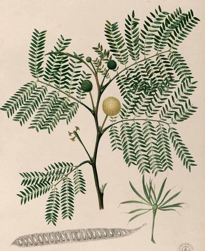 Leucaena leucocephala