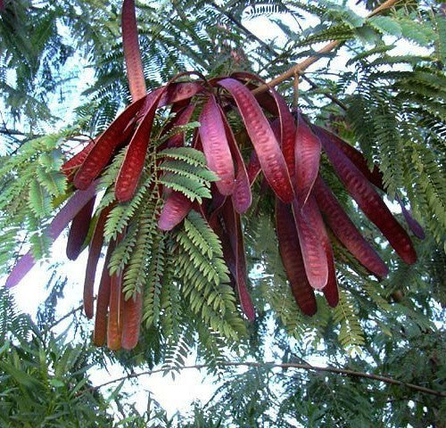Leucaena leucocephala
