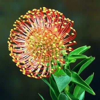 Leucospermum cordifolium