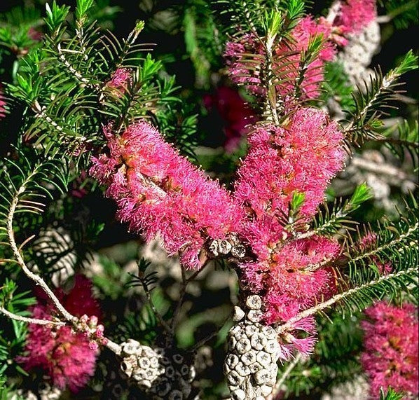Melaleuca 'Mixed'
