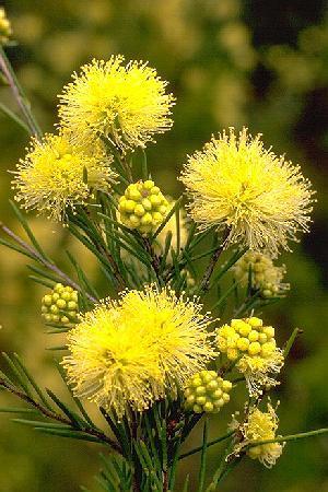 Melaleuca 'Mixed'