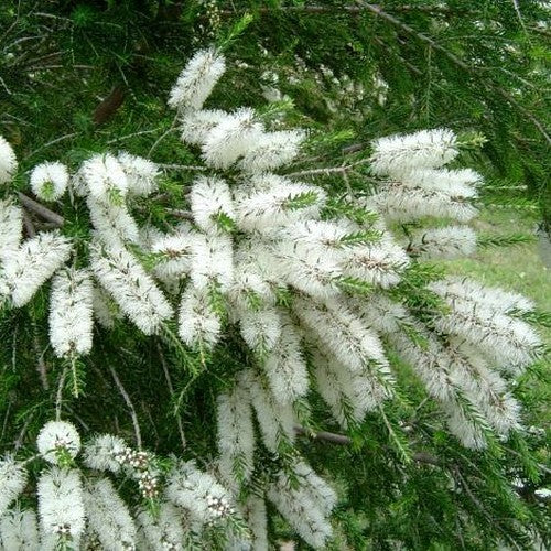 Melaleuca 'Mixed'
