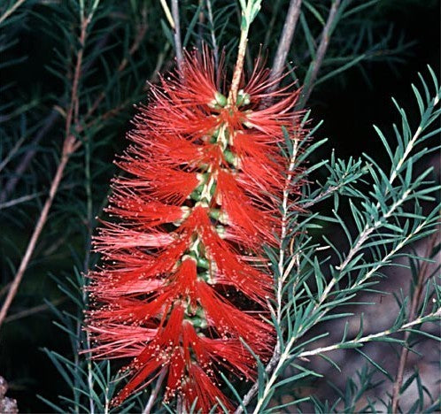 Melaleuca 'Mixed'