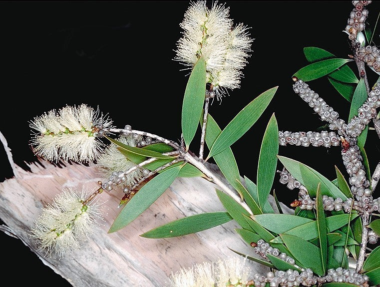 Melaleuca 'Mixed'