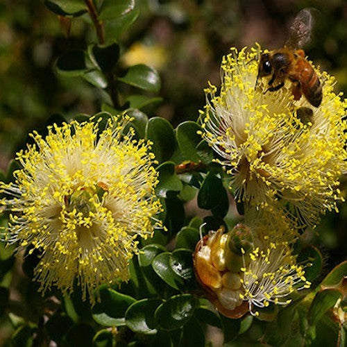 Melaleuca 'Mixed'