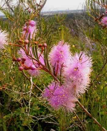 Melaleuca 'Mixed'