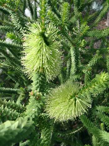 Melaleuca 'Mixed'